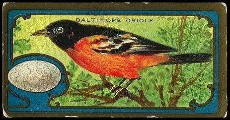 3 Baltimore Oriole